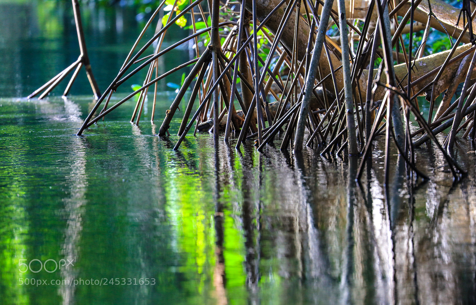 Canon EOS 5DS R sample photo. Caroni swamp 3 photography