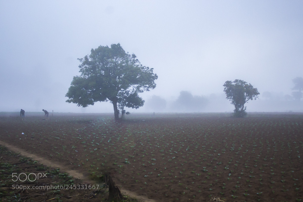 Canon EOS 1200D (EOS Rebel T5 / EOS Kiss X70 / EOS Hi) sample photo. Neblina al amanecer photography