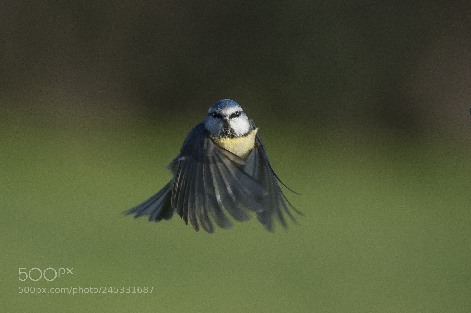 Nikon D700 sample photo. Blue tit in flight photography