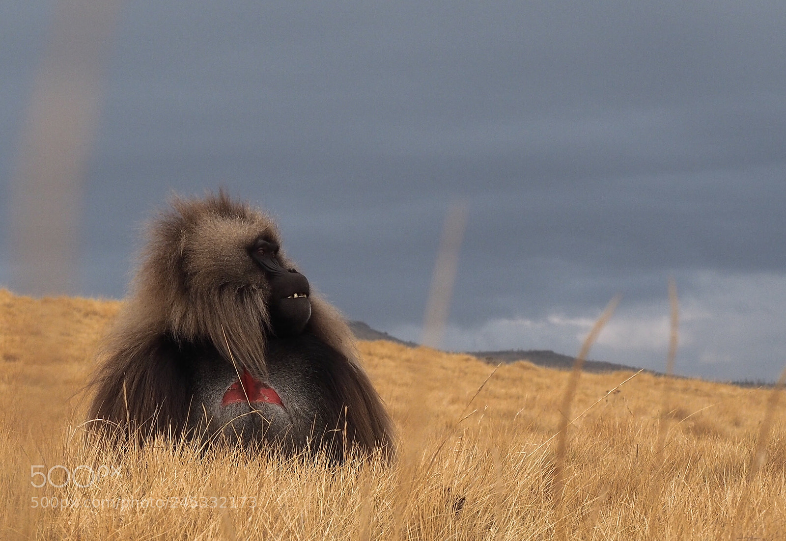 Olympus OM-D E-M5 II sample photo. Gelada baboon, photography