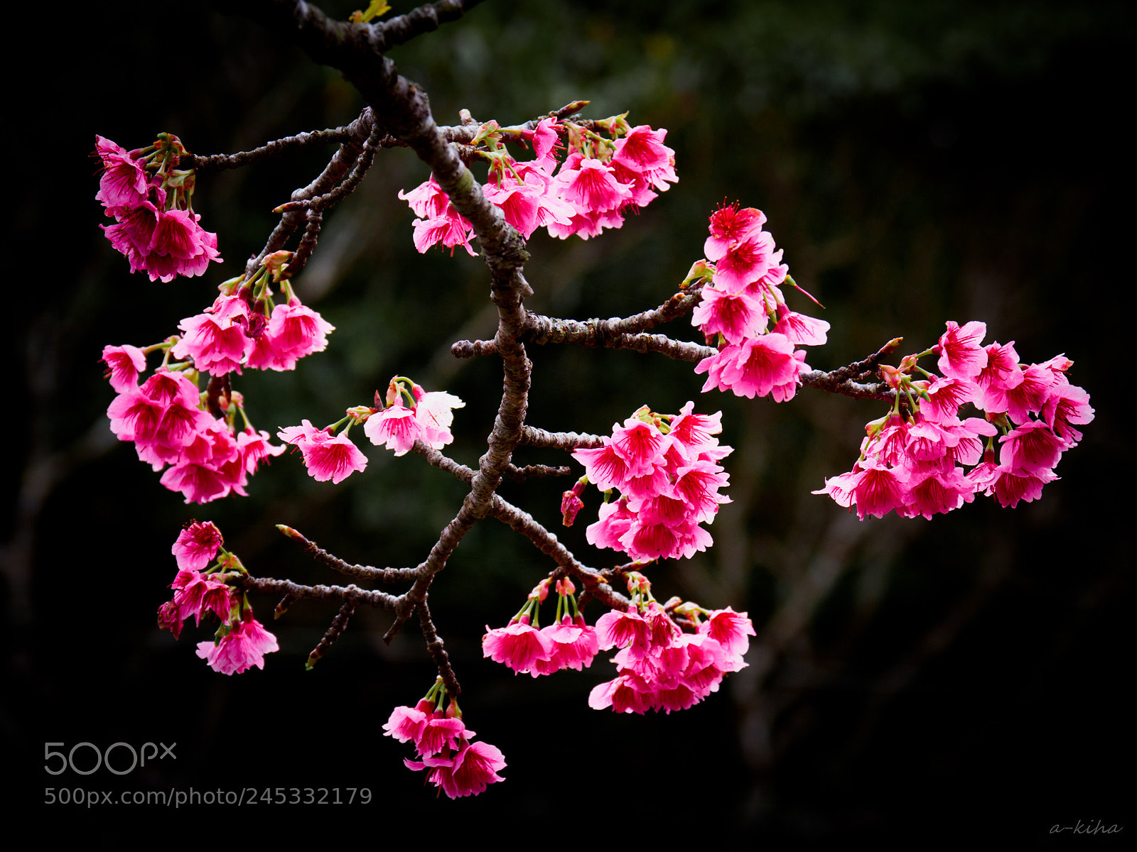 Olympus OM-D E-M1 Mark II sample photo. カンヒザクラの舞 photography