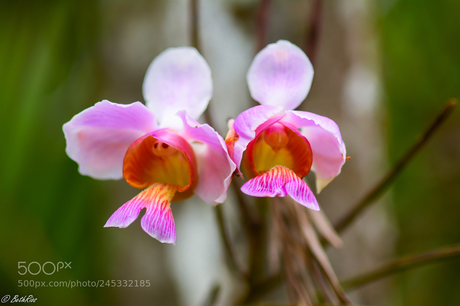 Nikon D7100 sample photo. Double photography