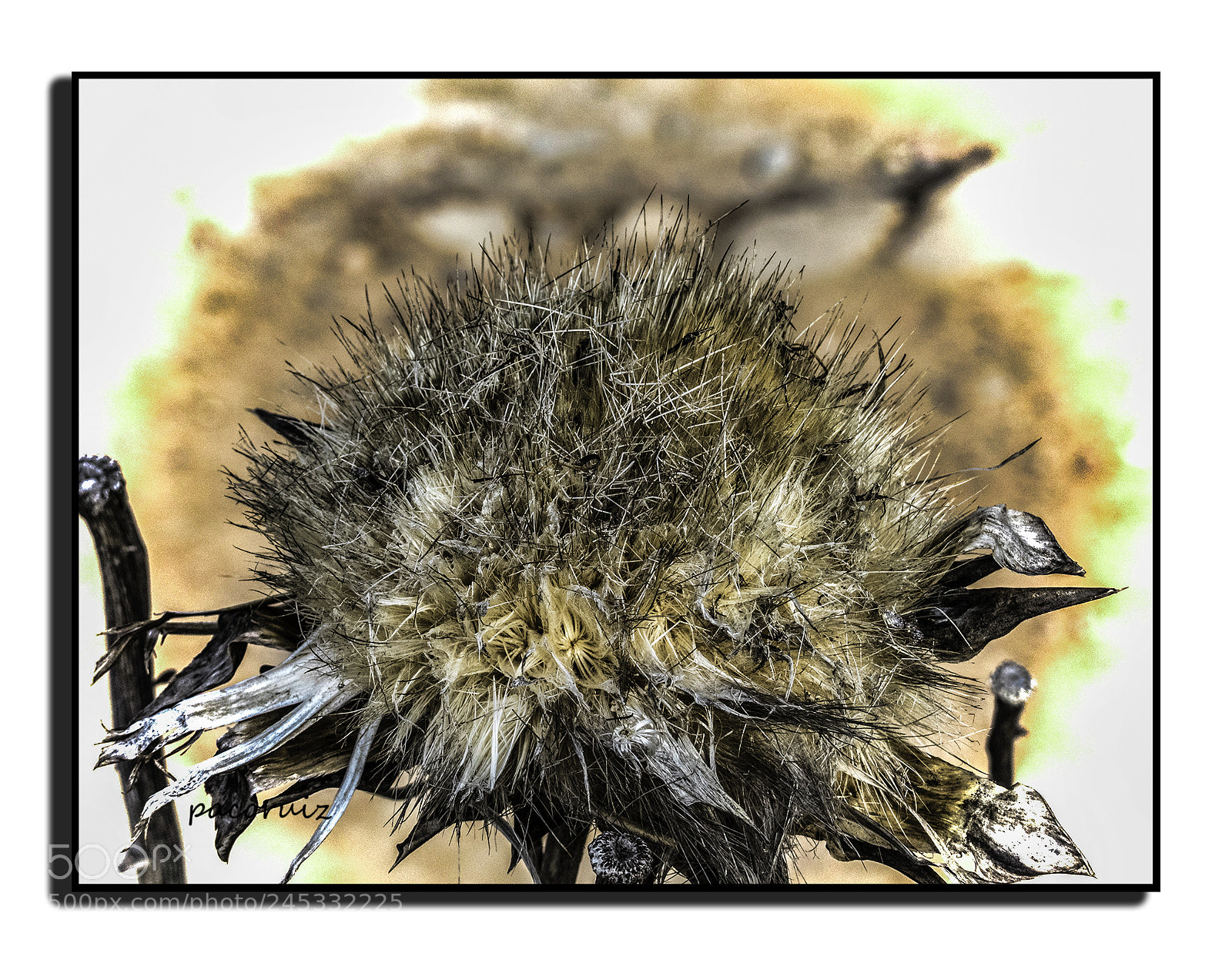 Panasonic Lumix DMC-FZ300 sample photo. Cardo photography