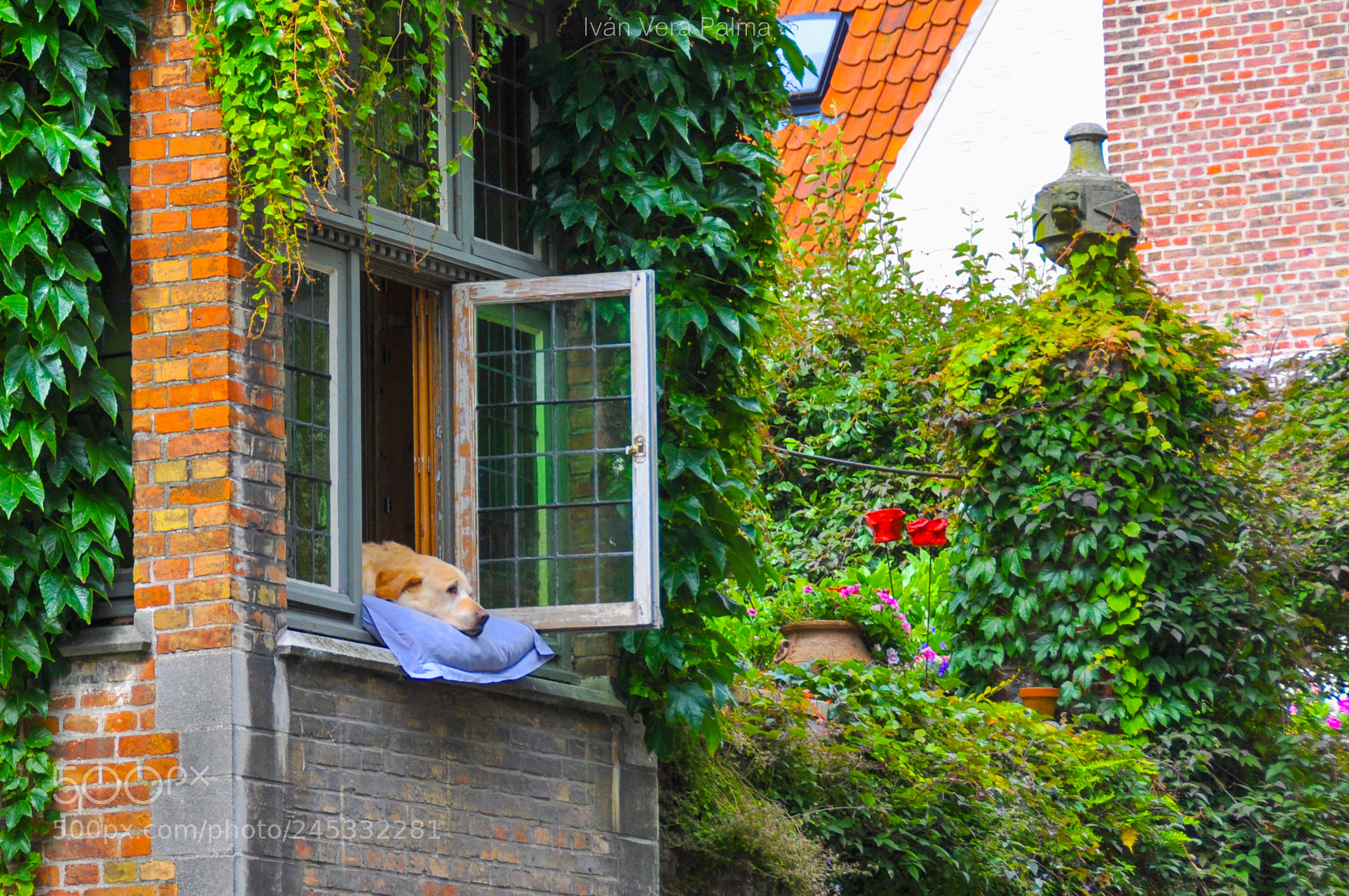 Nikon D90 sample photo. Der hund aus dem photography