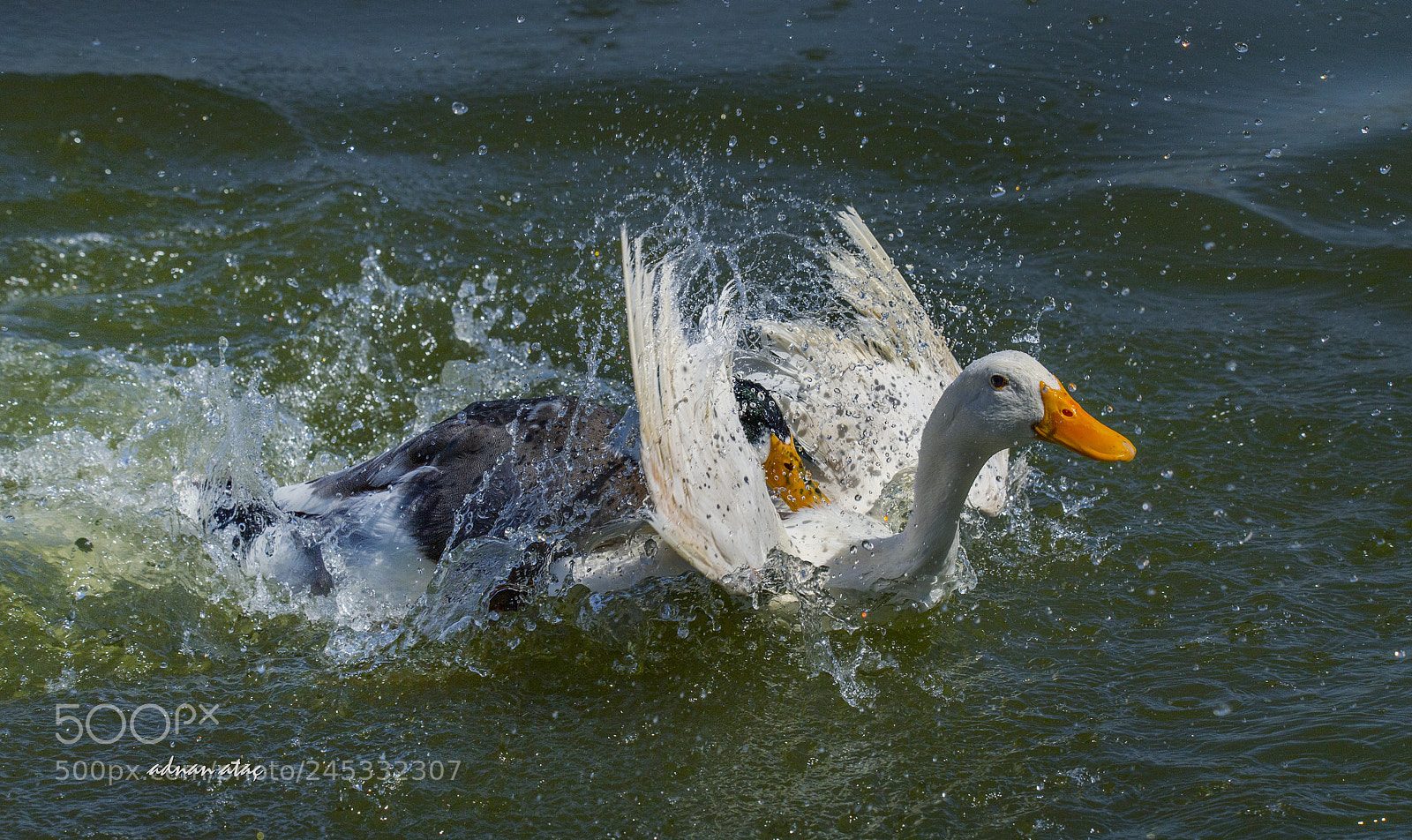Nikon D5 sample photo. Ördekler - ducks photography