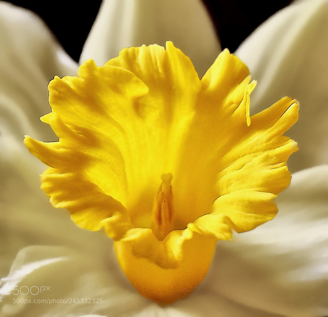 Nikon D5600 sample photo. Shapes of flowers photography