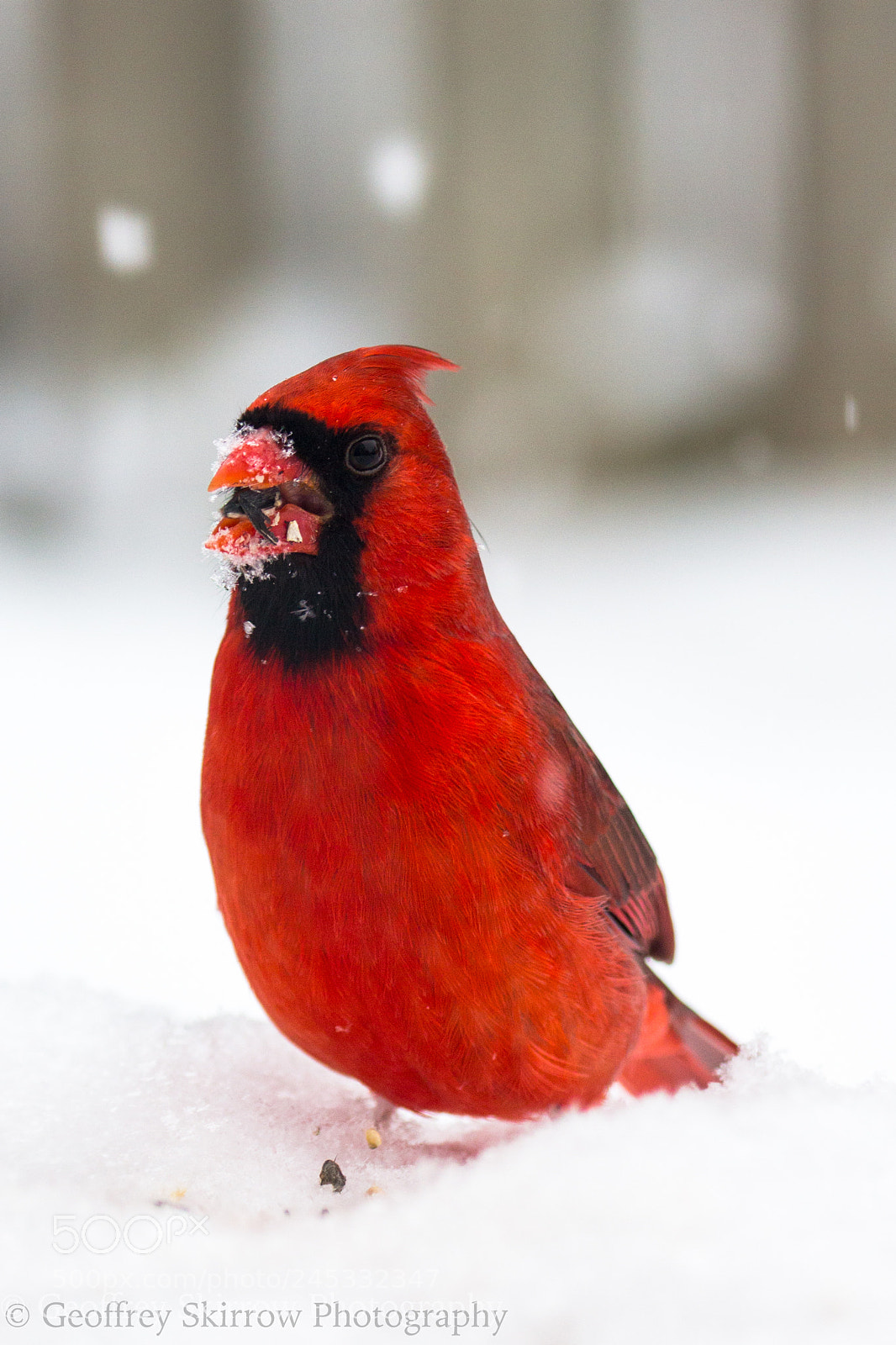 Canon EOS 650D (EOS Rebel T4i / EOS Kiss X6i) sample photo. Hungry male cardinal photography
