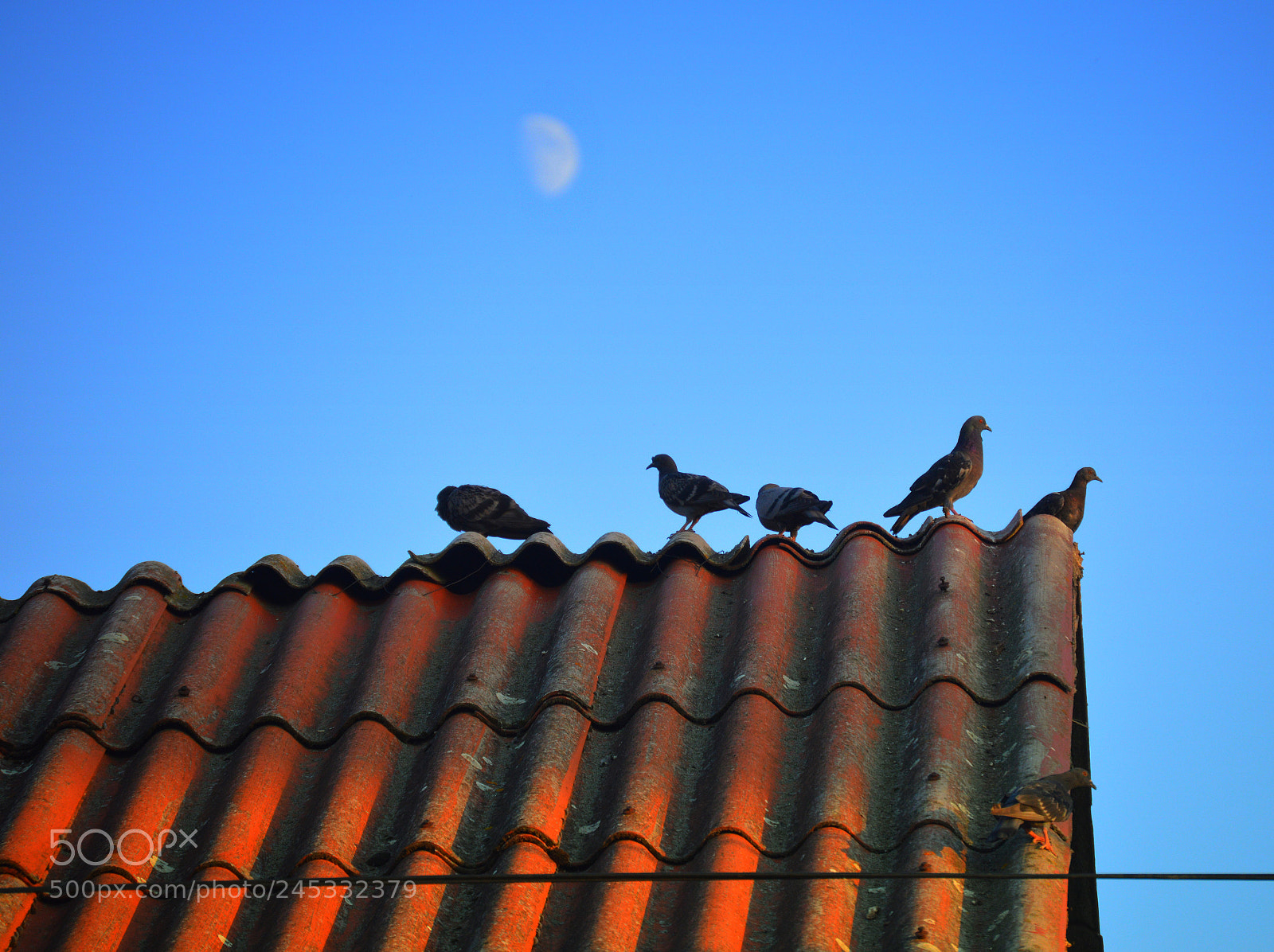 Nikon D3200 sample photo. On the roof photography