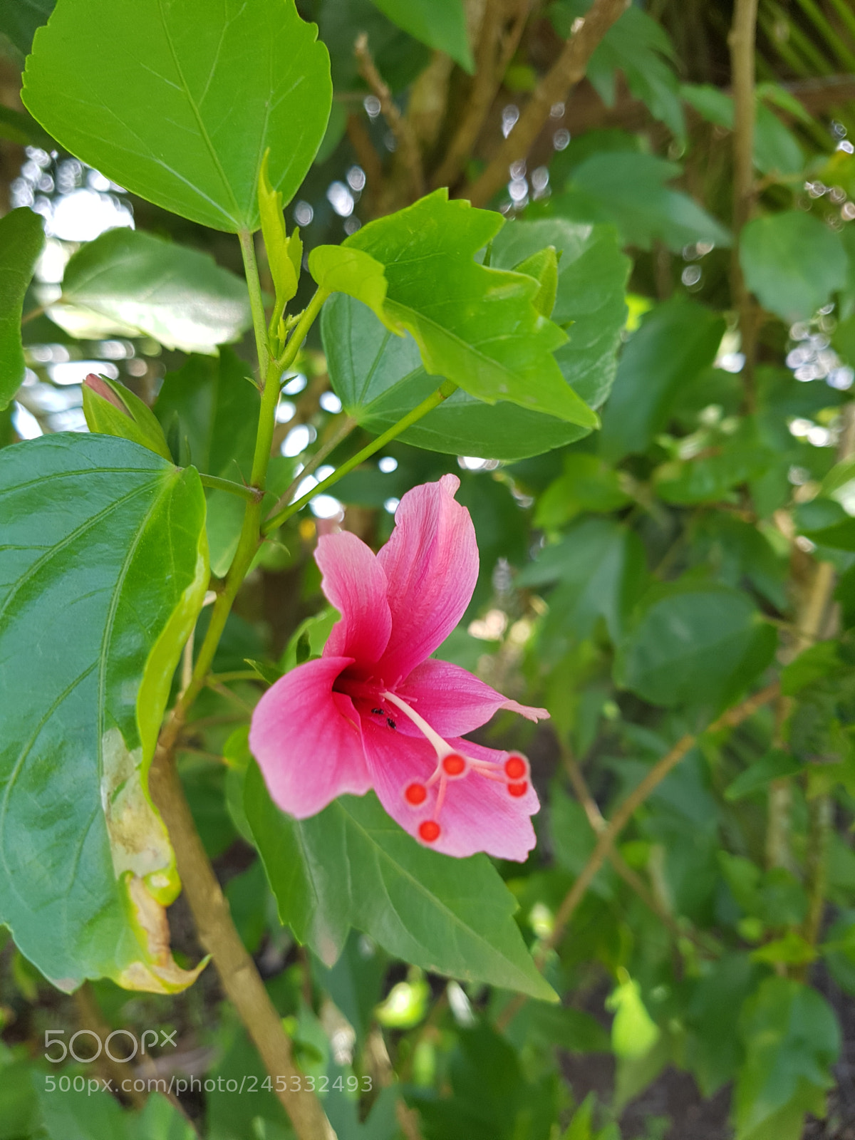 Samsung Galaxy S7 Edge sample photo. Blooming photography