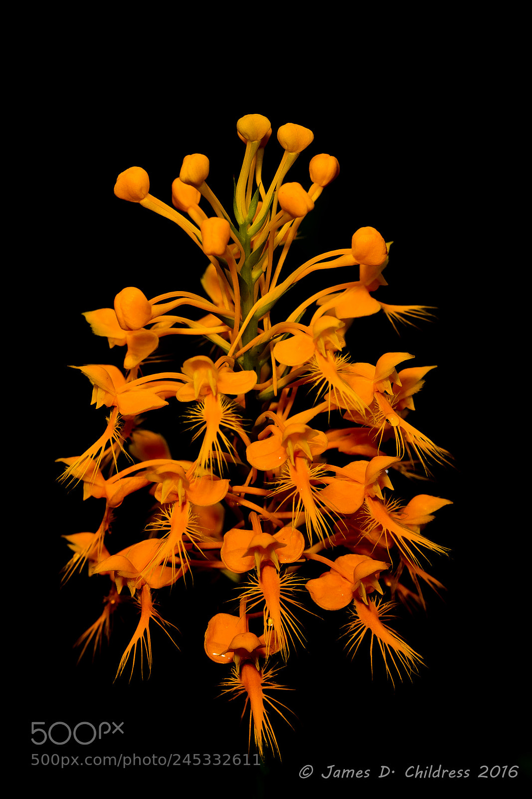 Canon EOS 7D Mark II sample photo. Yellow fringed orchid photography