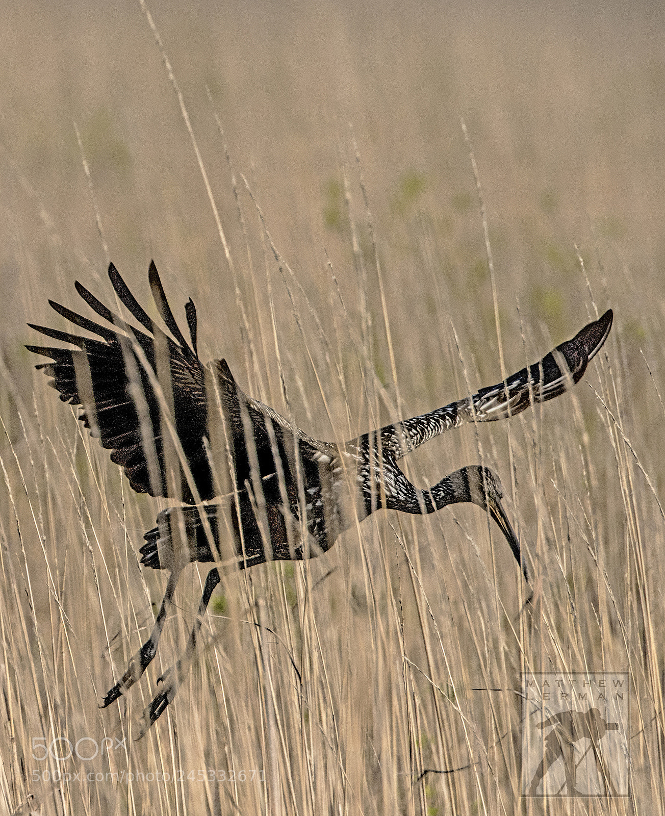 Nikon D810 sample photo. Tall grass photography