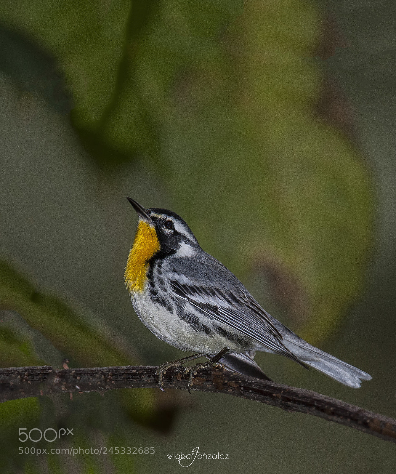 Canon EOS 450D (EOS Rebel XSi / EOS Kiss X2) sample photo. Warbler photography