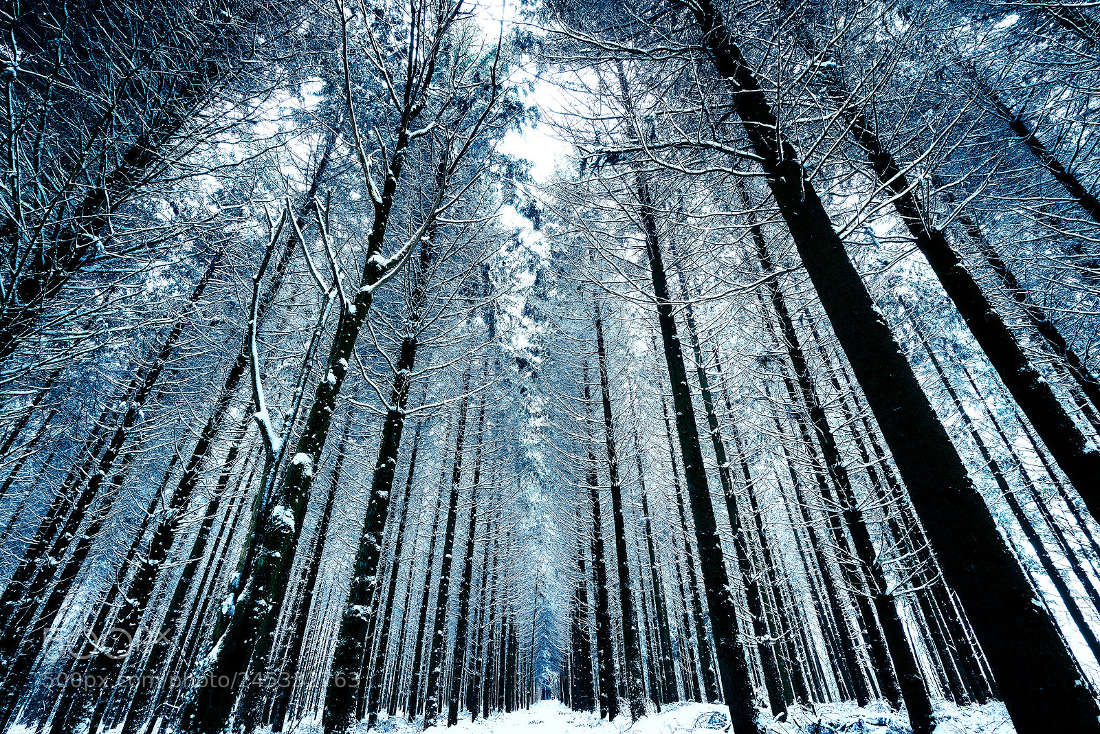 Nikon D810 sample photo. Winter forest - for photography