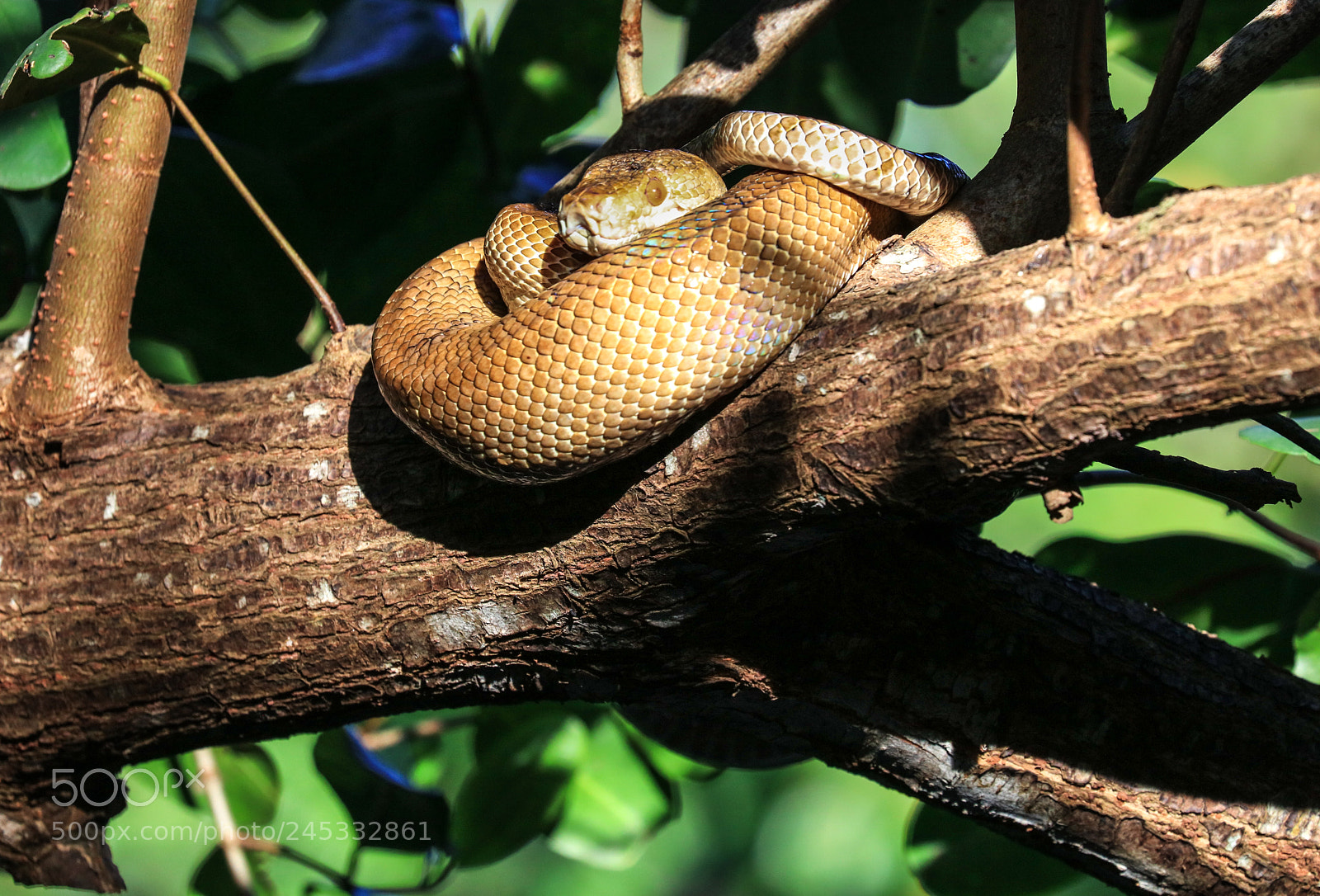 Canon EOS 5DS R sample photo. Caroni swamp 4 photography