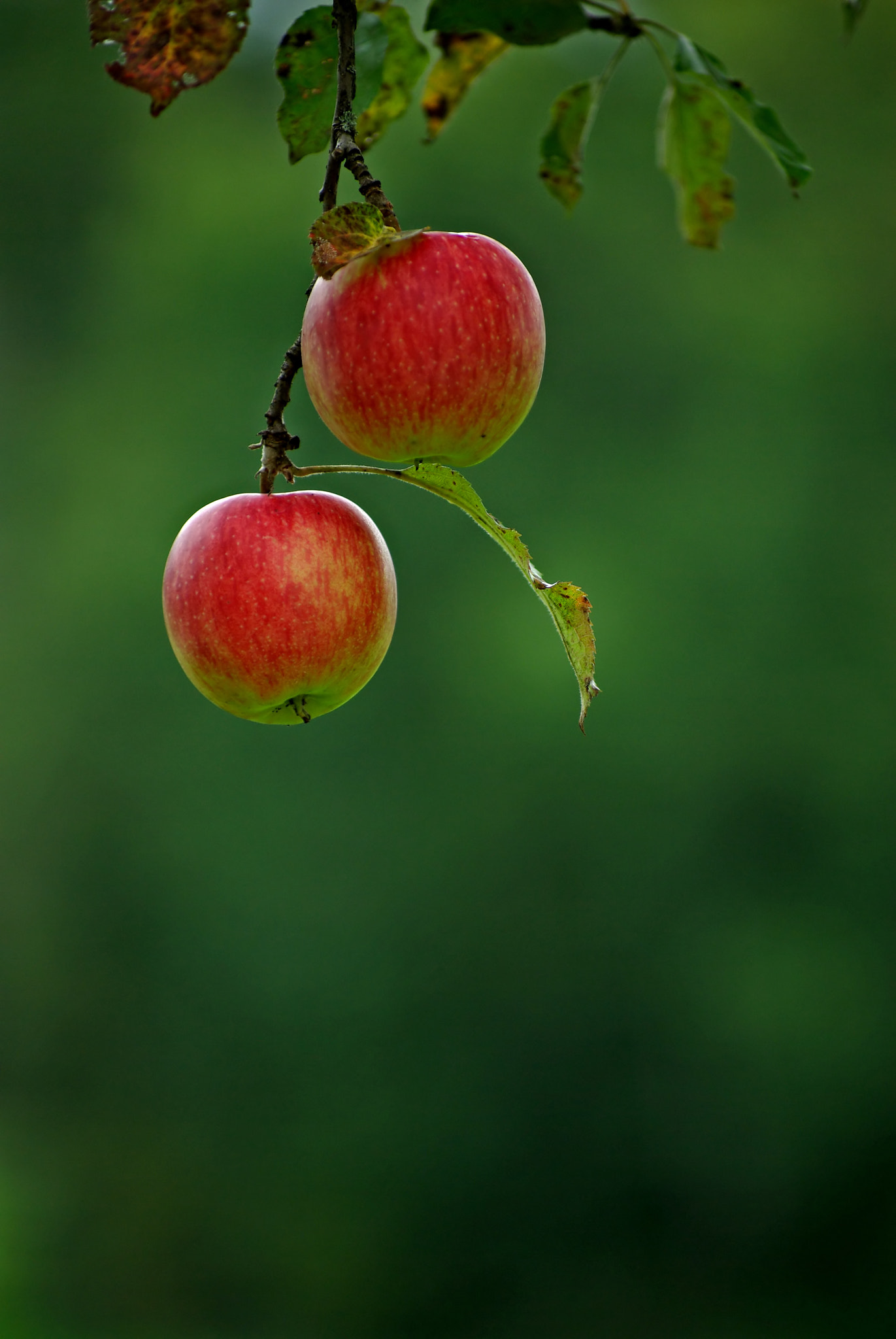 Pentax K10D sample photo. Foto in austria photography