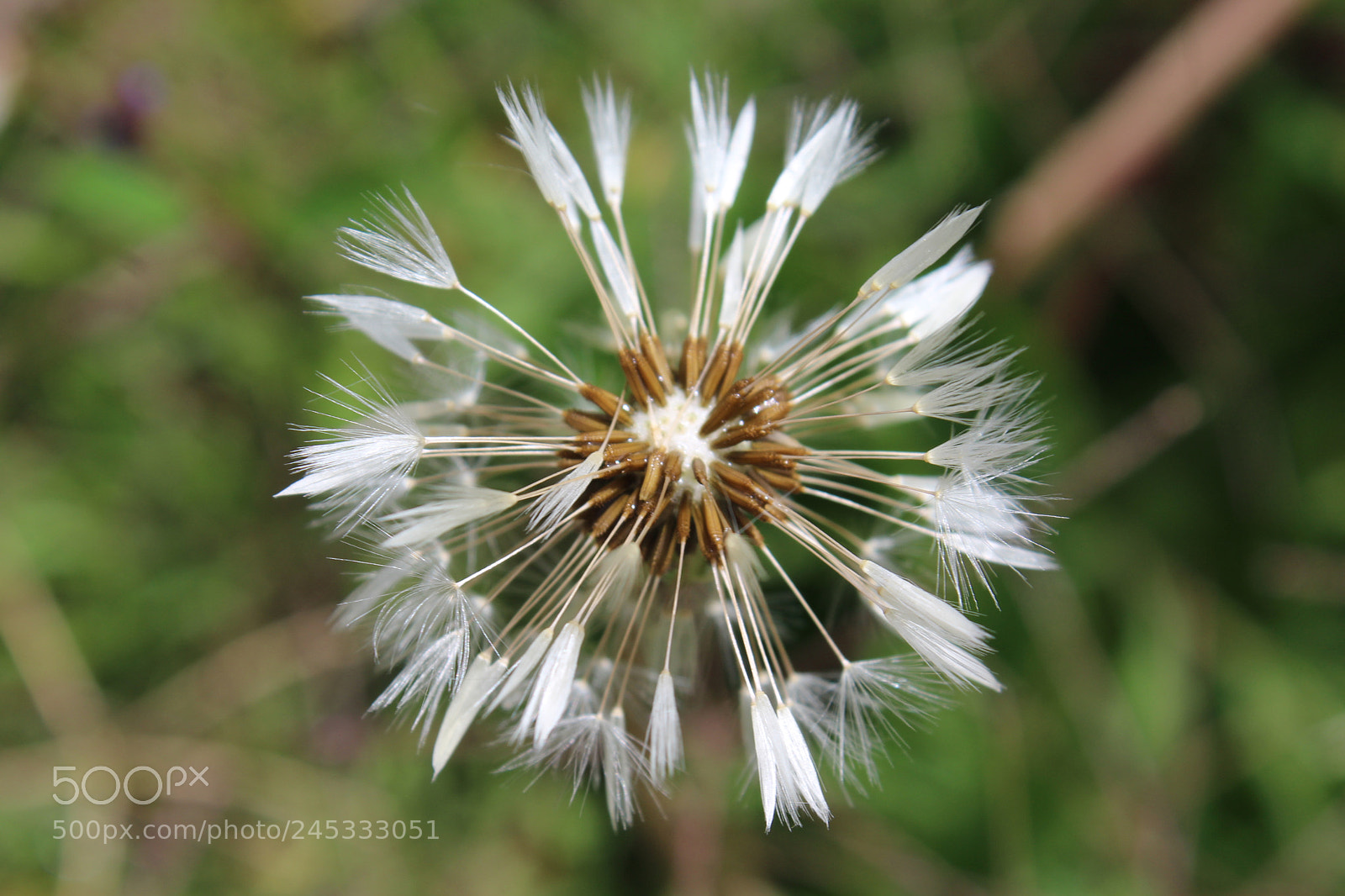 Canon EOS 1200D (EOS Rebel T5 / EOS Kiss X70 / EOS Hi) sample photo. Inflorescencia caida. (flores) photography