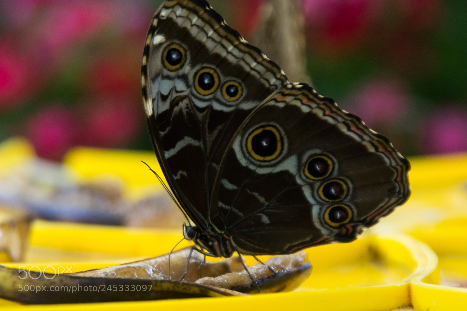 Nikon D5200 sample photo. Butterfly photography