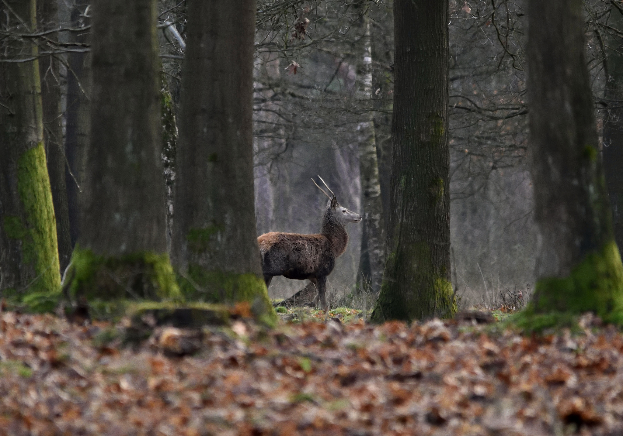 Sigma 150-500mm F5-6.3 DG OS HSM sample photo. Cervus elaphus photography