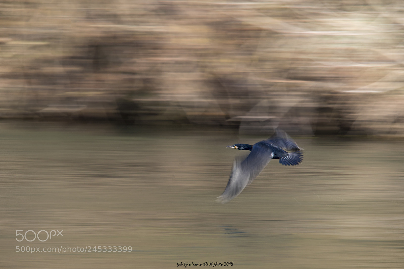 Canon EOS 7D Mark II sample photo. Phalacrocorax carbo - linnaeus, 1758 photography