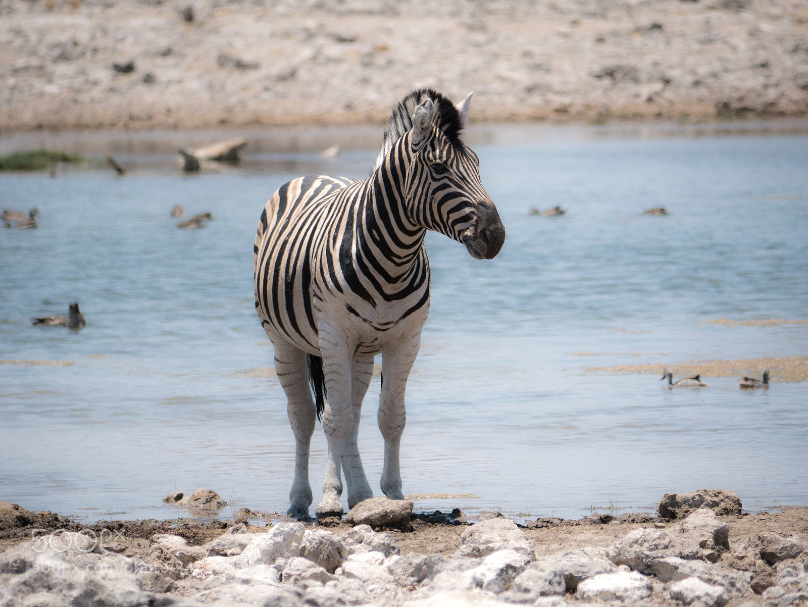 Panasonic DMC-G70 sample photo. Zebra photography
