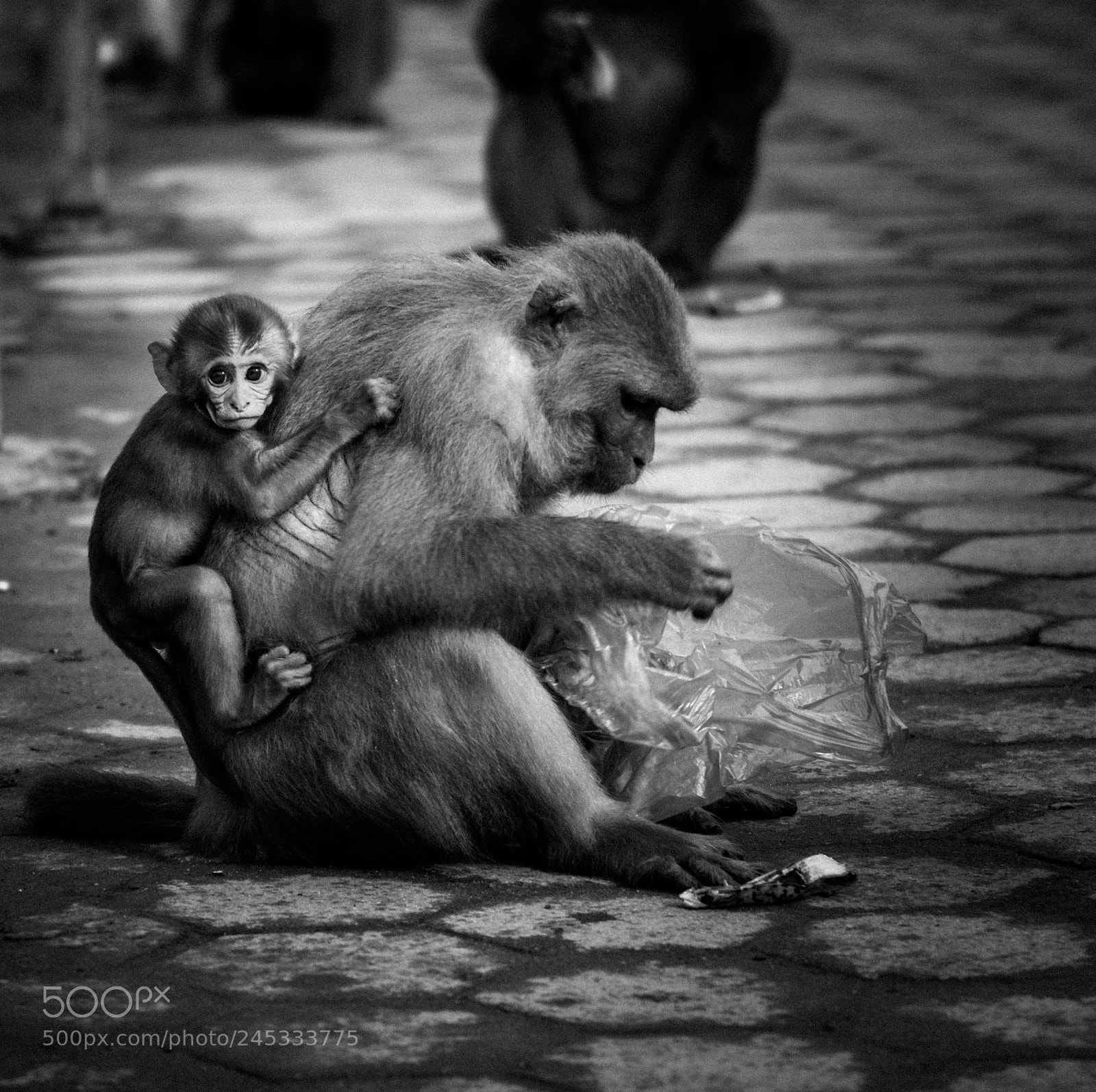 Sony a6300 sample photo. Even more monkey business! photography