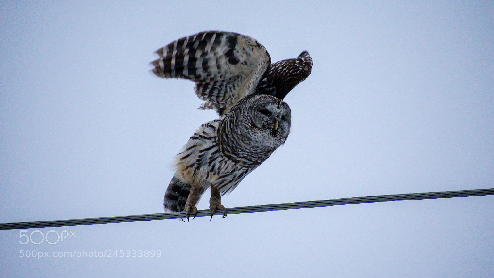 Nikon D3400 sample photo. Barred owl photography