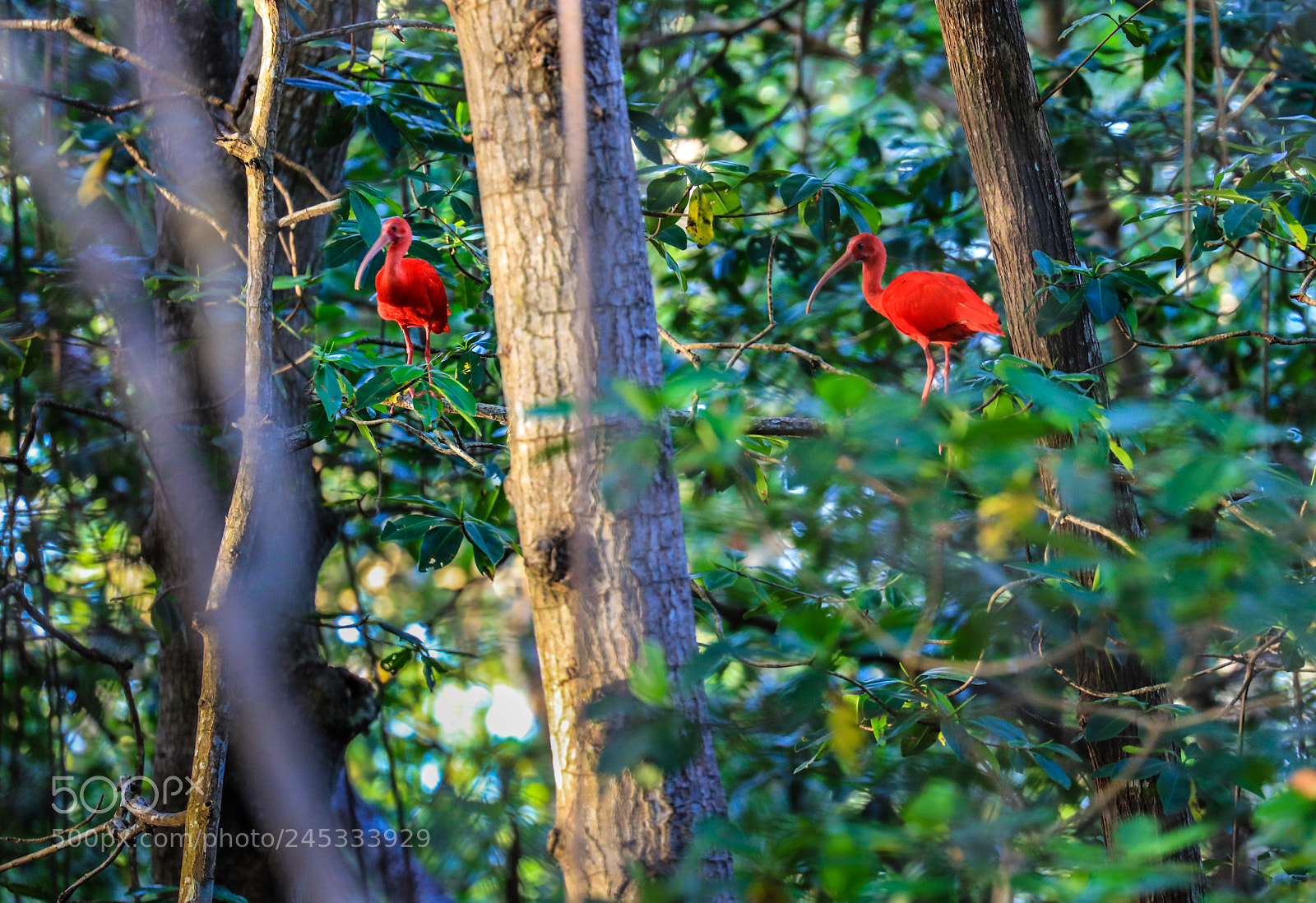 Canon EOS 5DS R sample photo. Caroni swamp 6 photography