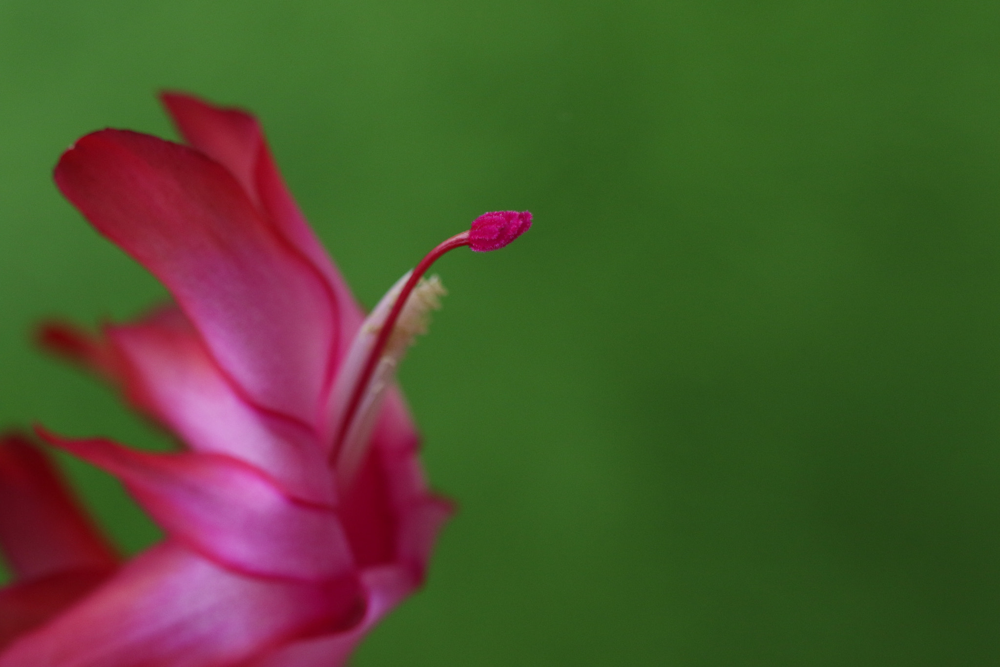 Canon EF 100mm F2.8 Macro USM sample photo. Il cigno photography