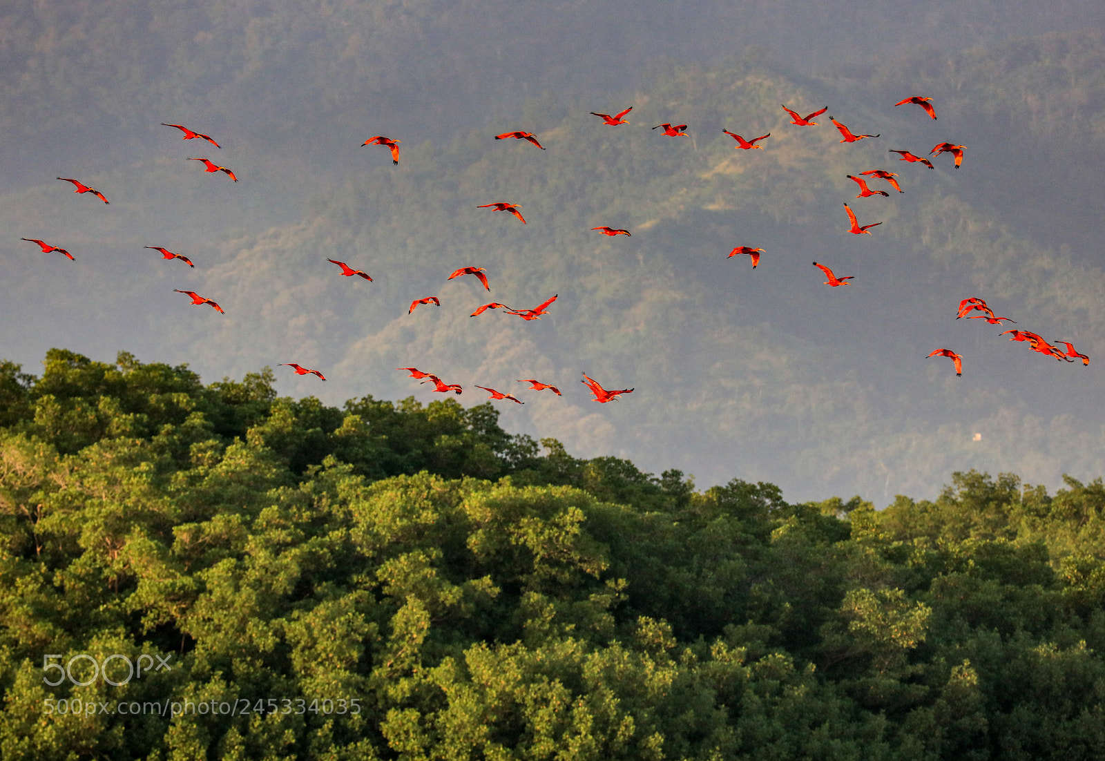 Canon EOS 5DS R sample photo. Caroni swamp 7 photography