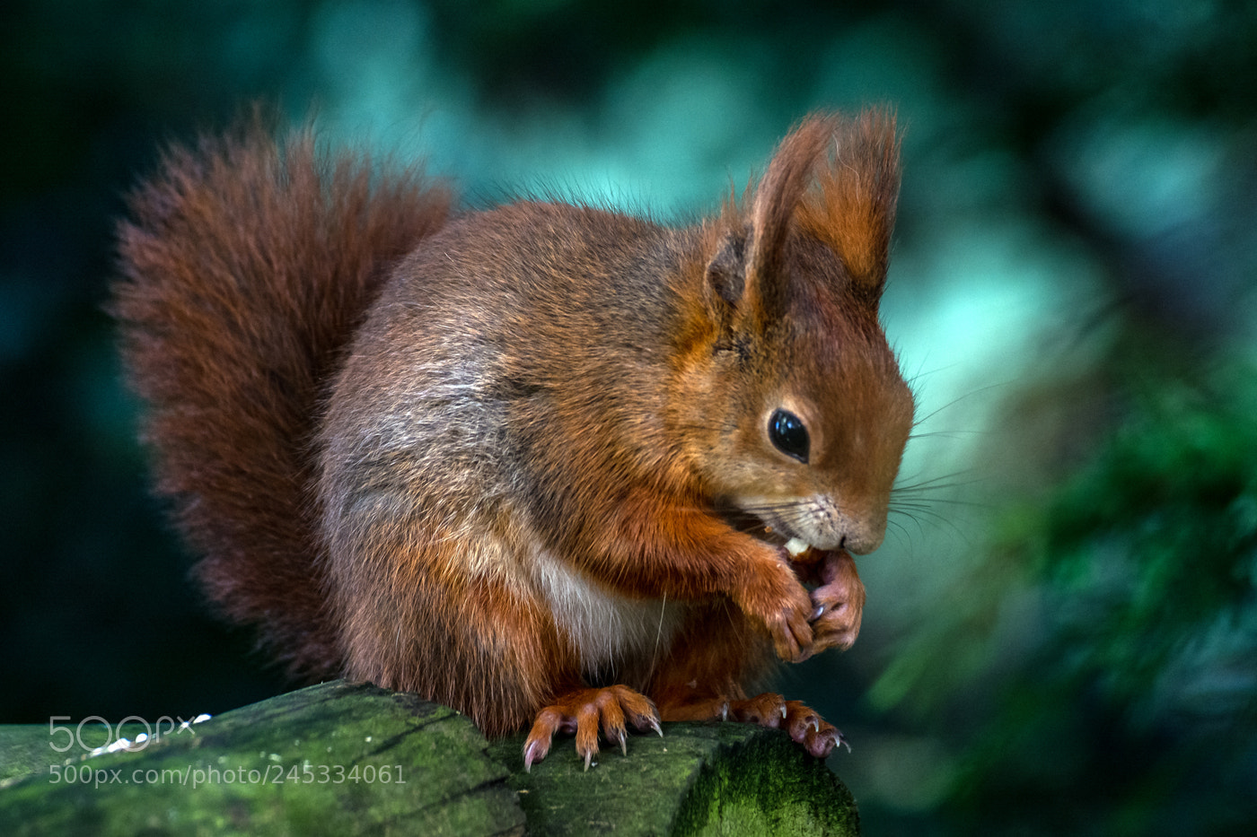 Nikon D5200 sample photo. Red squirrel photography