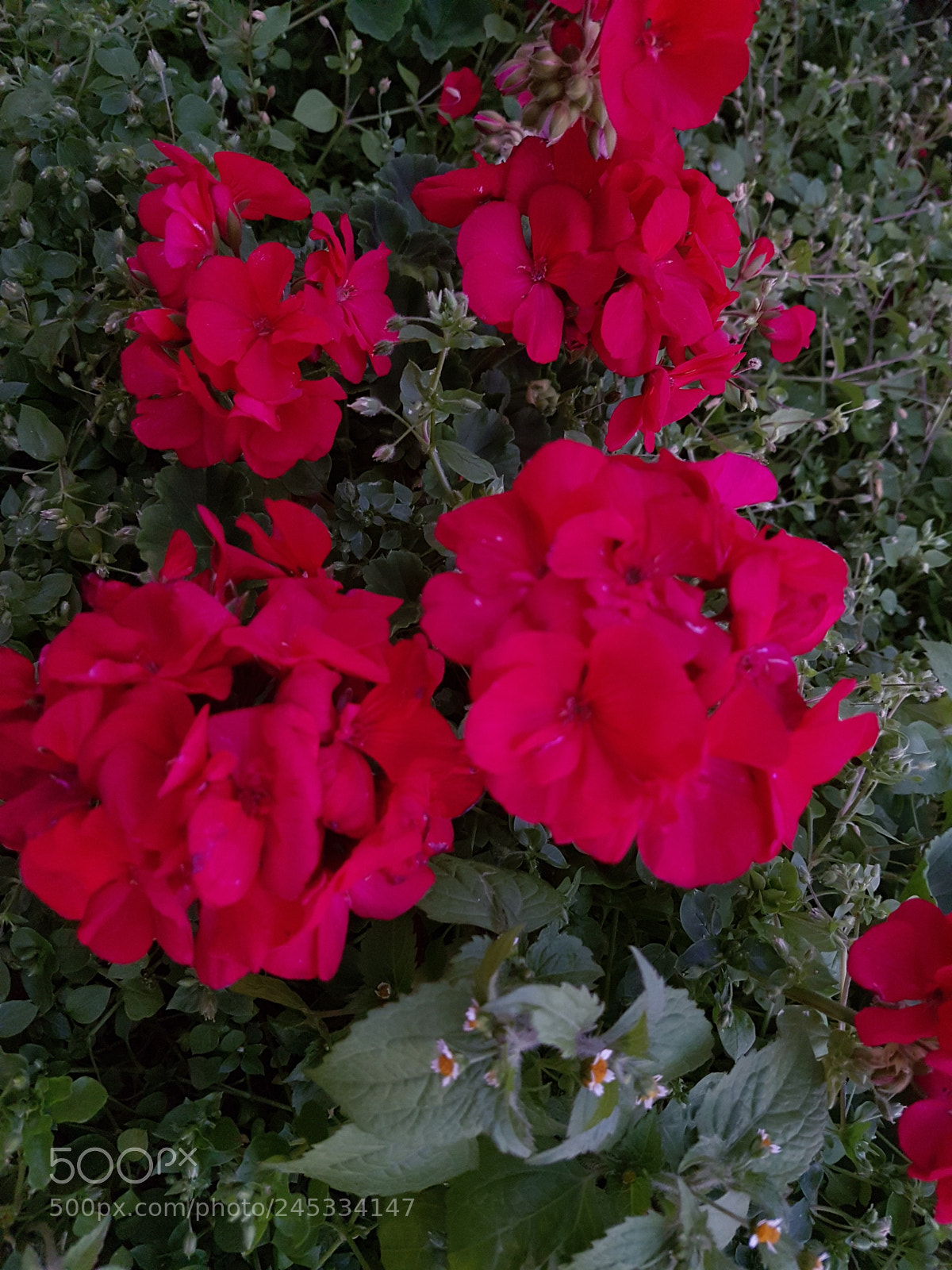 Samsung Galaxy S7 Edge sample photo. Untitled photography