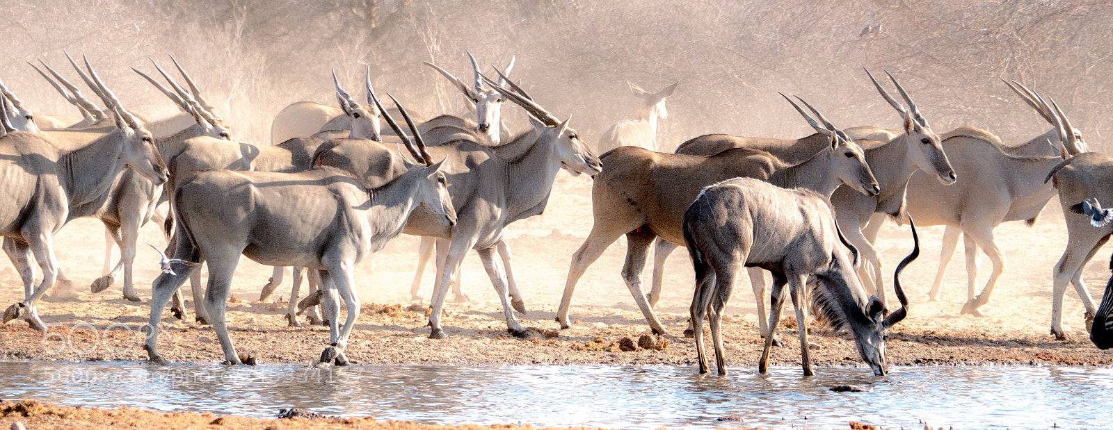 Panasonic DMC-G70 sample photo. Antelopes at the waterhole photography