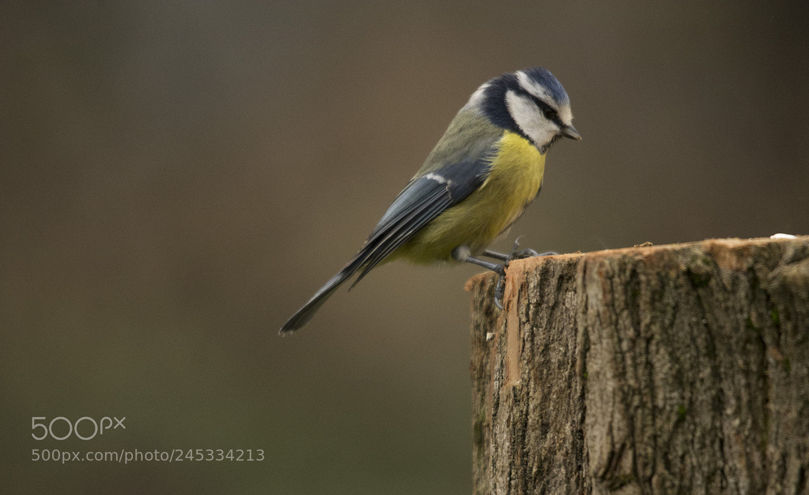Pentax K-3 sample photo. Tit photography