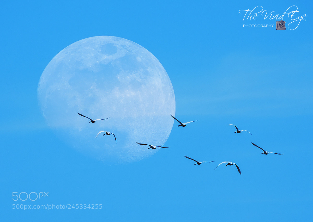Fujifilm X-T2 sample photo. Flight of the swans photography