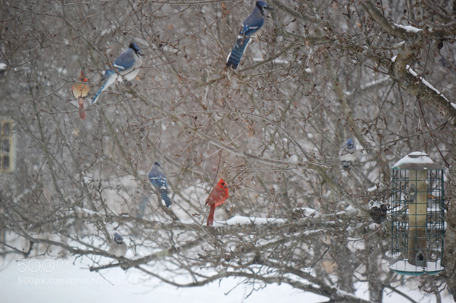 Nikon D40 sample photo. Winter bouquet photography