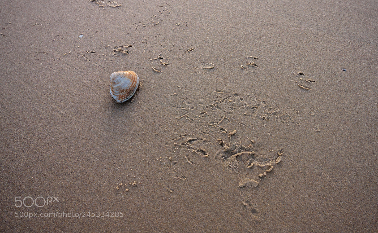 Canon EOS 40D sample photo. Surviving the attacks photography