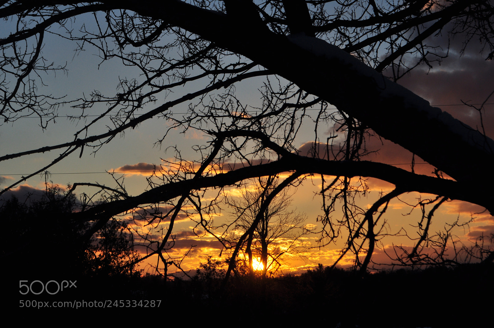 Nikon D5000 sample photo. Through the branches photography
