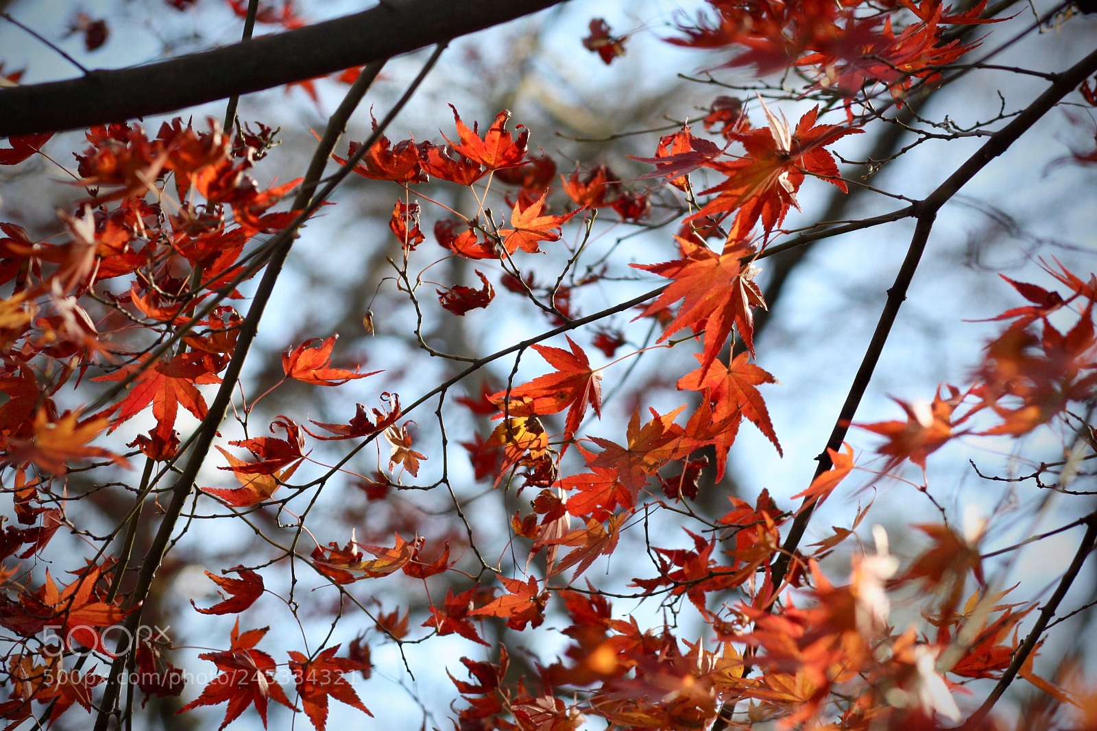 Canon EOS 450D (EOS Rebel XSi / EOS Kiss X2) sample photo. Orange leaves photography
