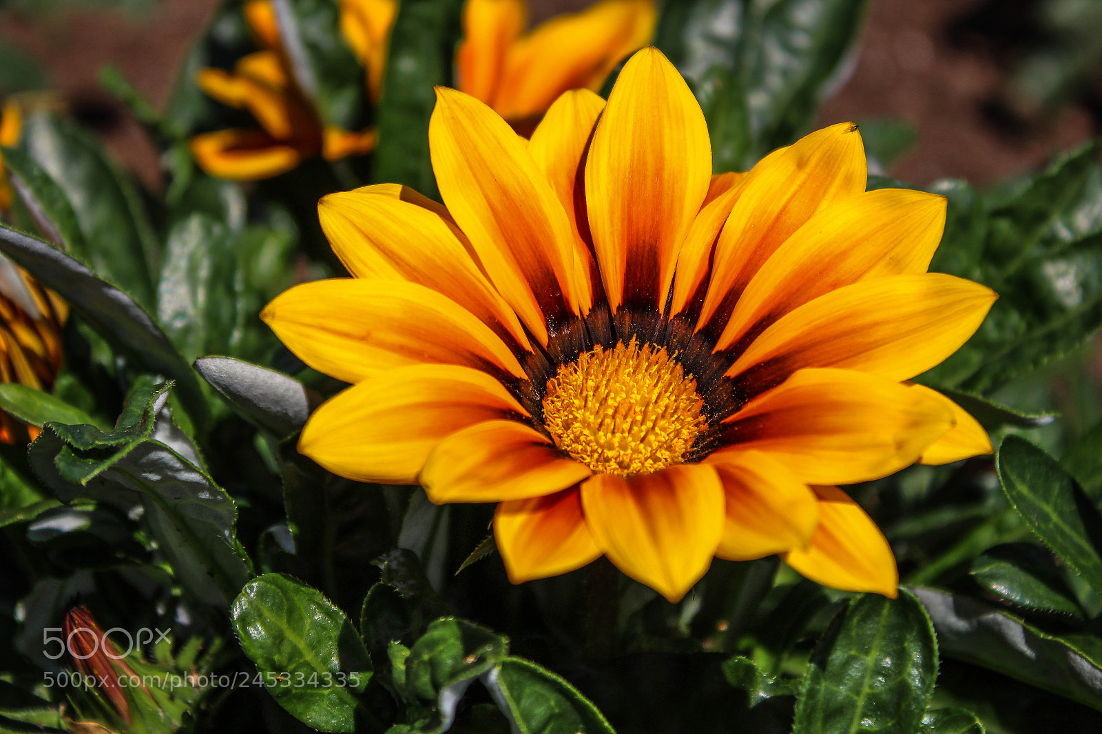 Canon EOS 1200D (EOS Rebel T5 / EOS Kiss X70 / EOS Hi) sample photo. Wishfull thinking of summer photography