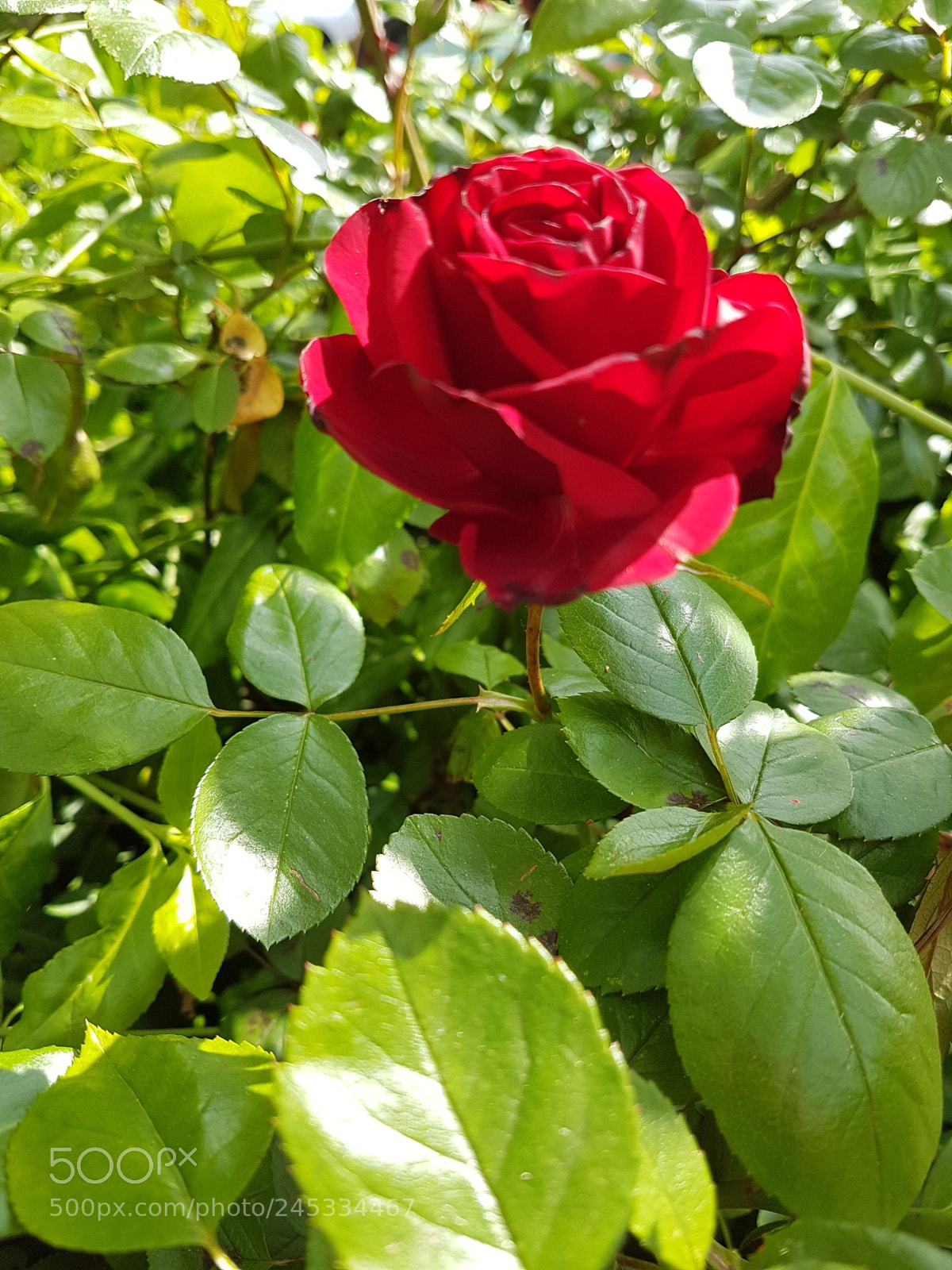 Samsung Galaxy S7 Edge sample photo. Untitled photography