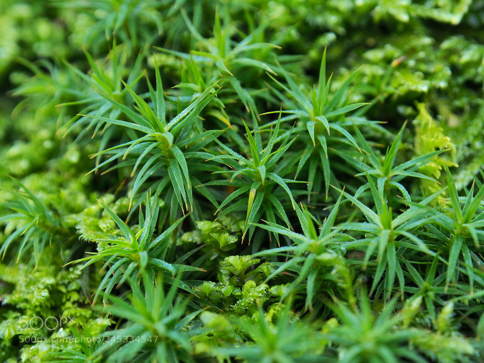 Olympus OM-D E-M10 II sample photo. Nature’s colors ? photography