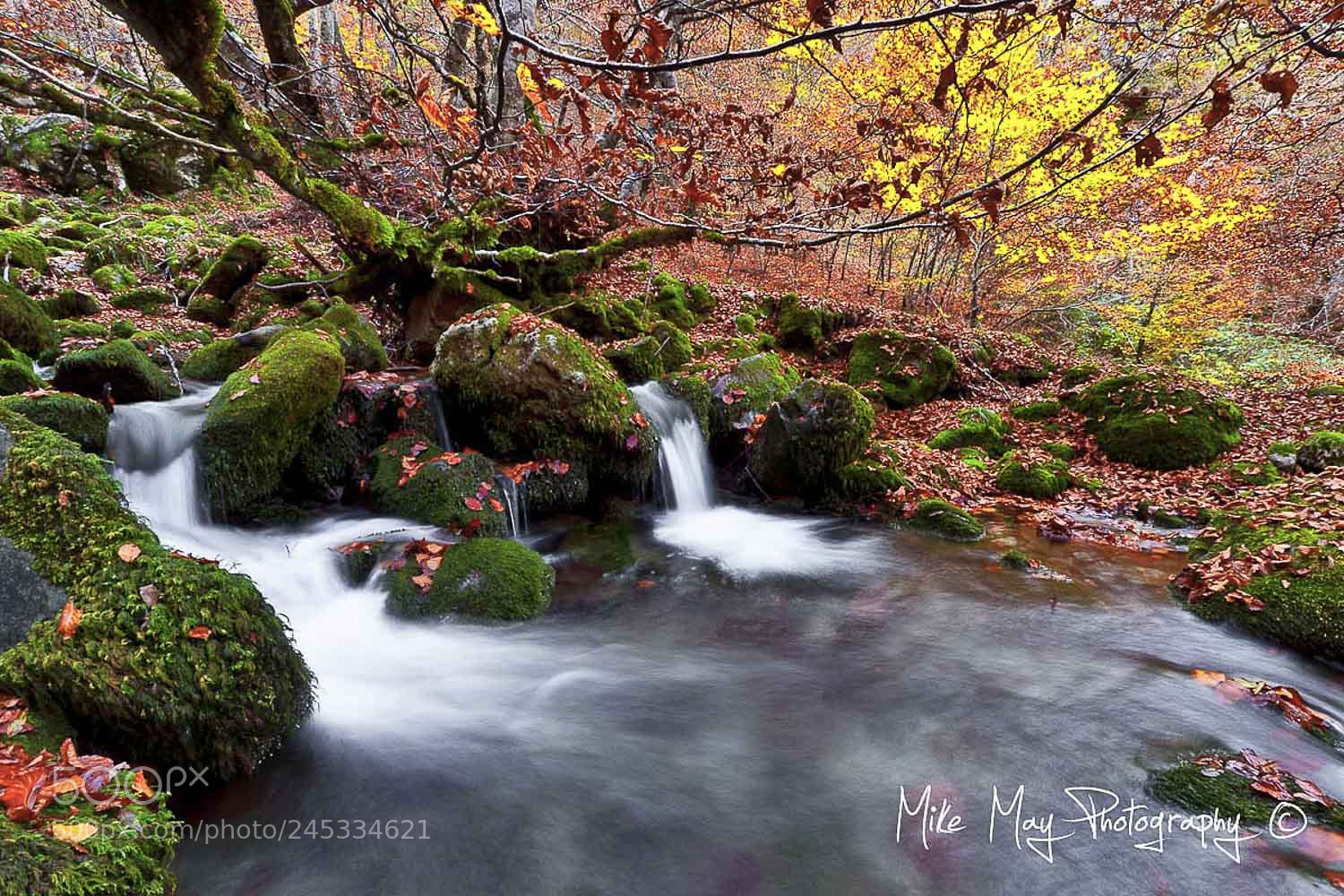 Canon EOS 50D sample photo. "inside the forest" photography