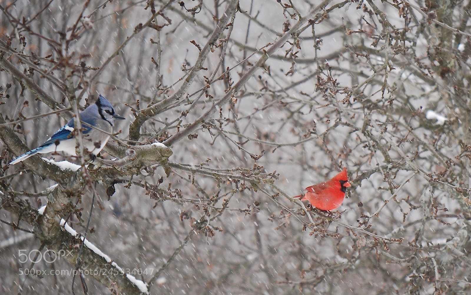 Nikon D40 sample photo. The colors of winter photography
