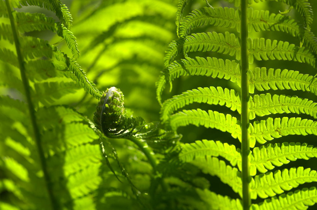 Nikon AF-S Micro-Nikkor 105mm F2.8G IF-ED VR sample photo. Spring fern photography