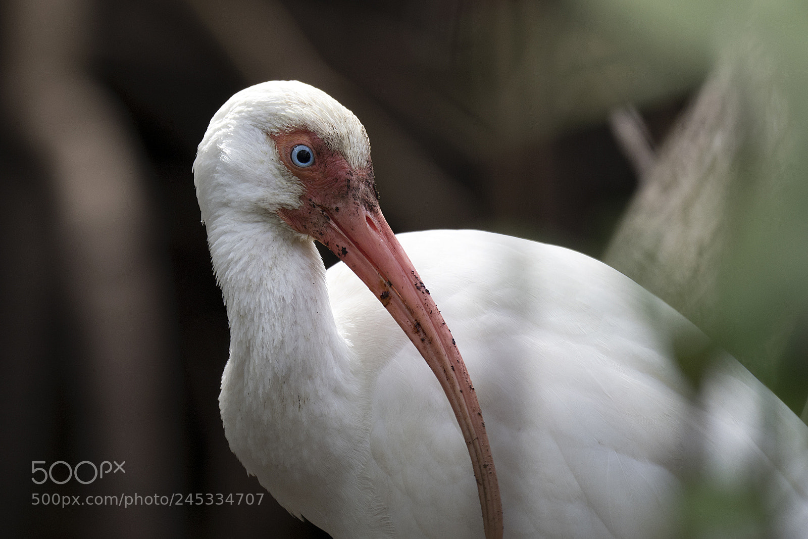Olympus OM-D E-M1 Mark II sample photo. White ibis photography
