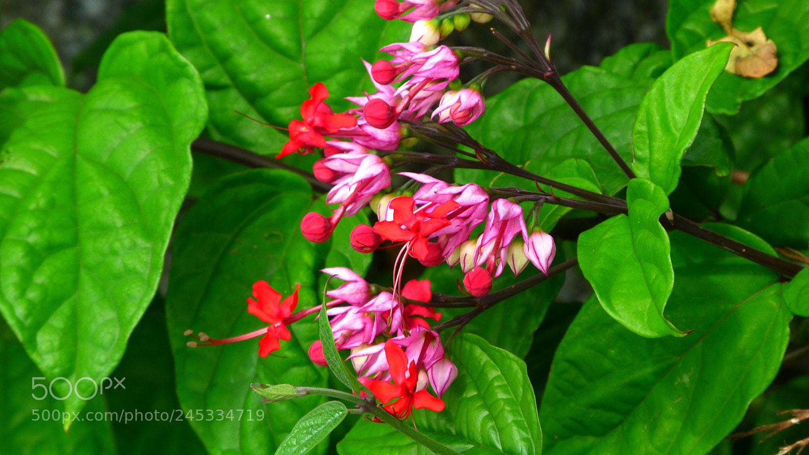 Panasonic Lumix DMC-FZ40 (Lumix DMC-FZ45) sample photo. Flower photography