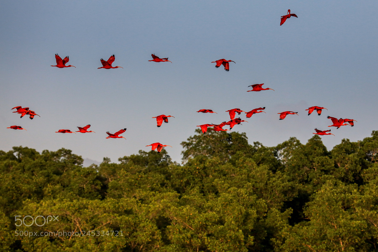Canon EOS 5DS R sample photo. Caroni swamp 10 photography