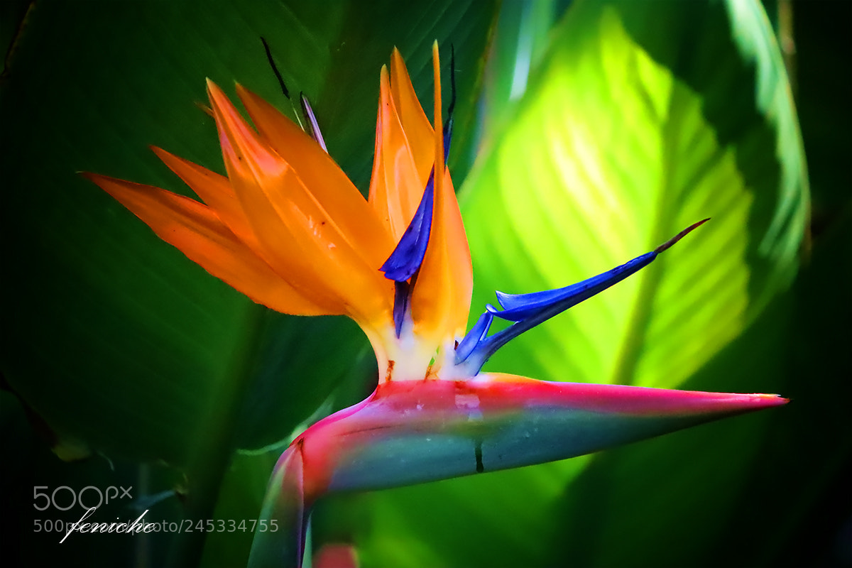 Canon EOS 77D (EOS 9000D / EOS 770D) sample photo. Flor del paraiso a photography
