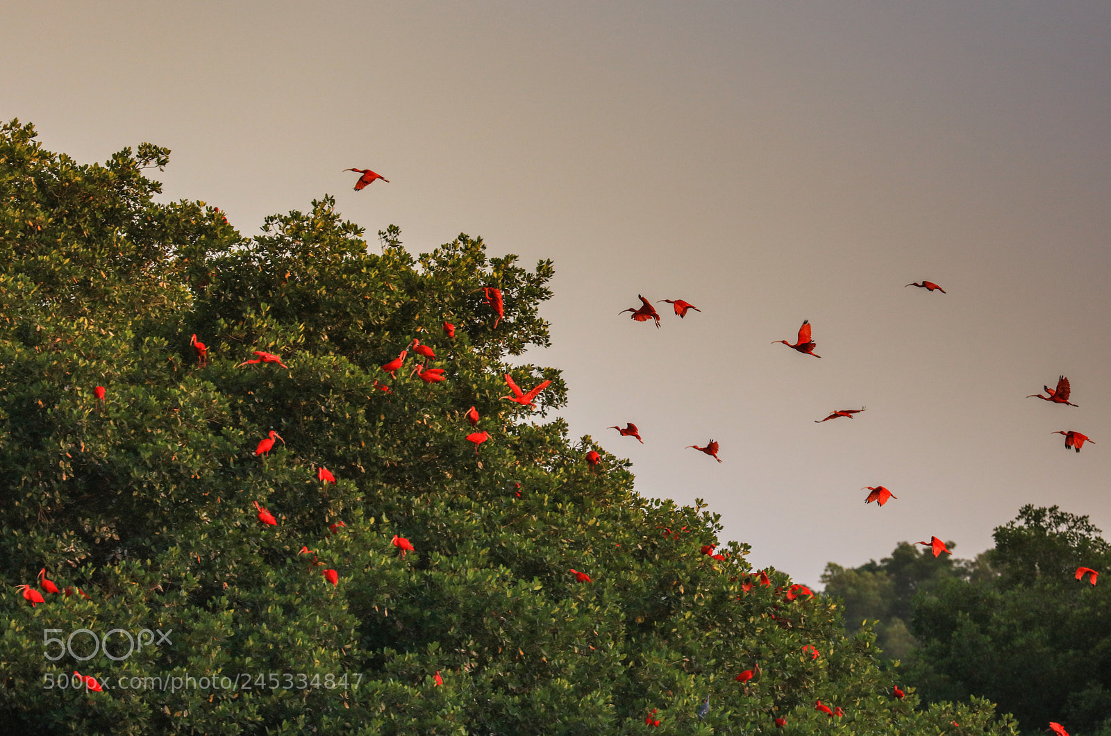 Canon EOS 5DS R sample photo. Caroni swamp 11 photography