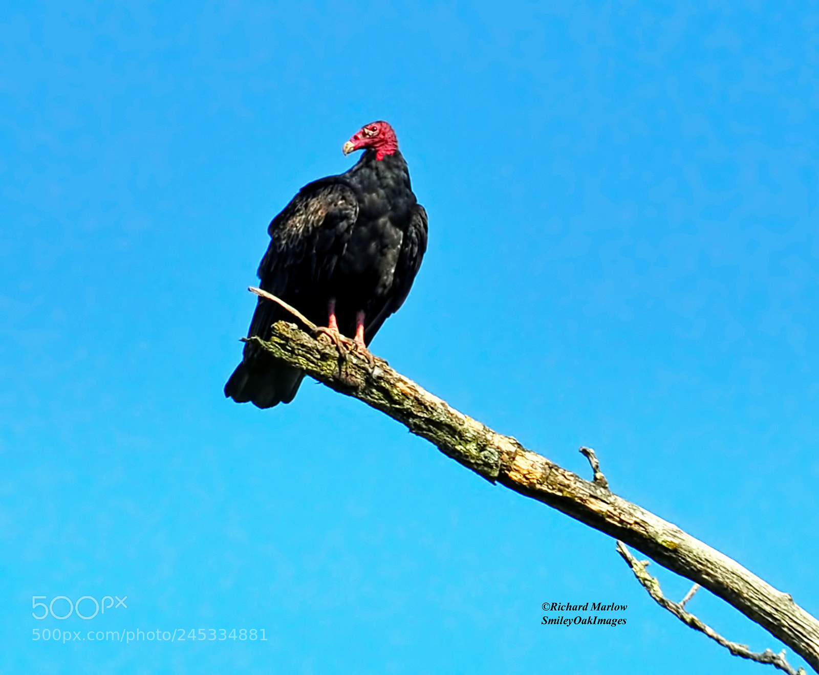 Nikon D5000 sample photo. Buzzard photography